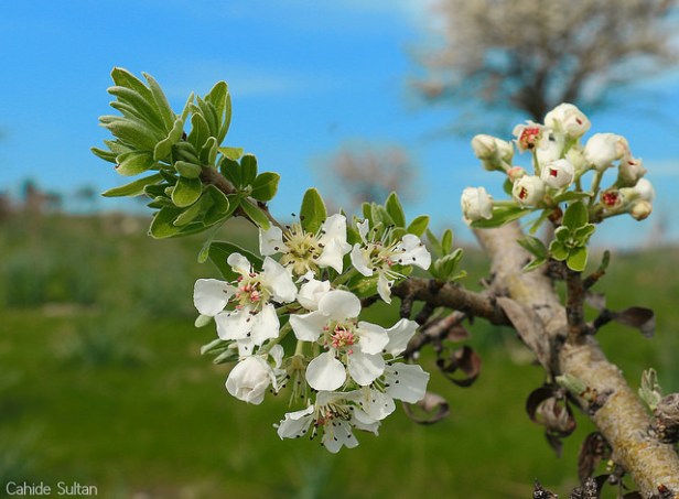 25293895251_f29a32d774_z