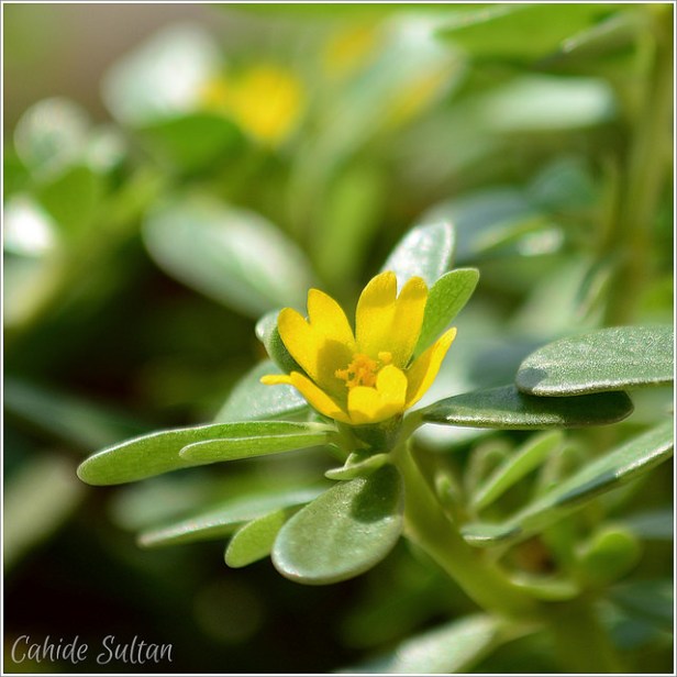 20342636412_4cf77cb838_z