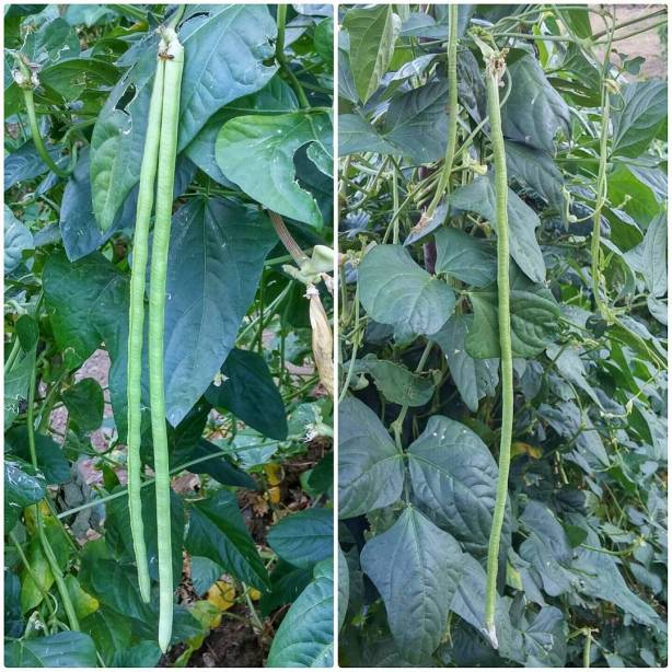 11950720_1158215434205023_722413293_n