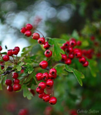 21909173562_c7bd067256_z