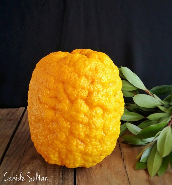 23758291036_78bedc866c_c