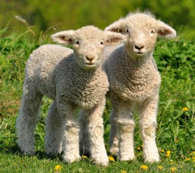 two-cute-lambs