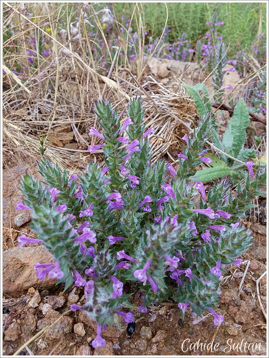 19257742175_8a331661a5_k