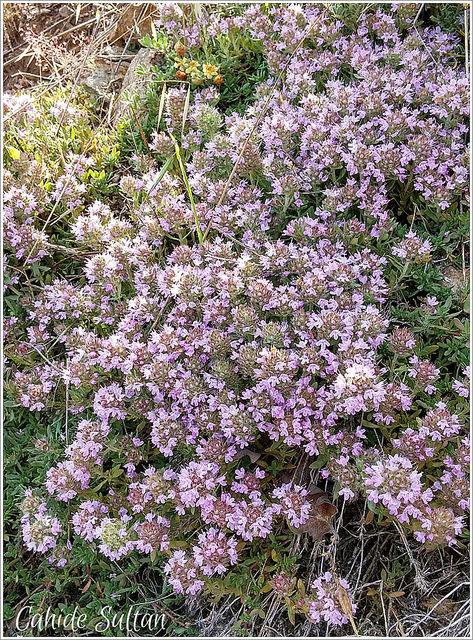 19337964191_ae4a99e91f_z