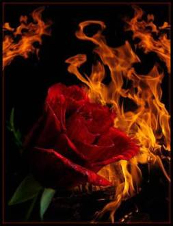 62739_428348478993_102954373993_5115576_1207594_n