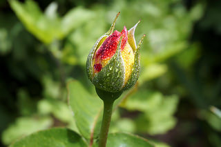 15152137121_189883766a_n (1)