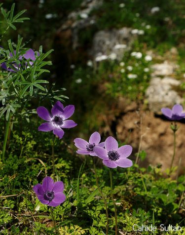 8 mart kadınlar günü