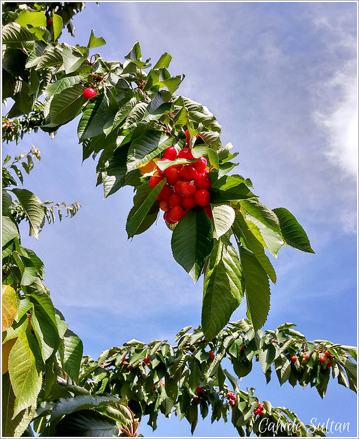 19327883192_c3d09f6b52_z