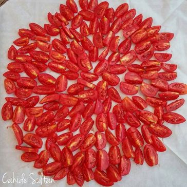 11357520_1630252933920565_1873178209_n