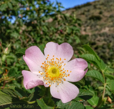 kuş burnu çiçerği