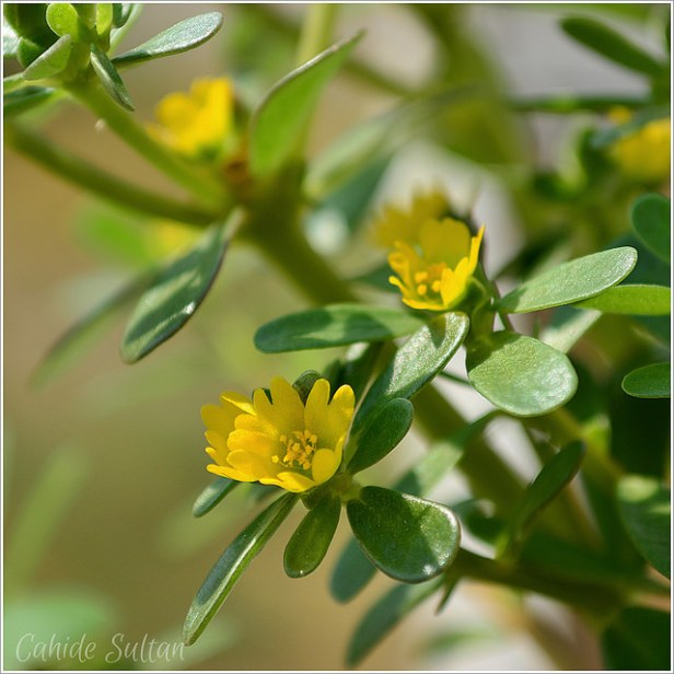 19728457424_79d7a4865d_z