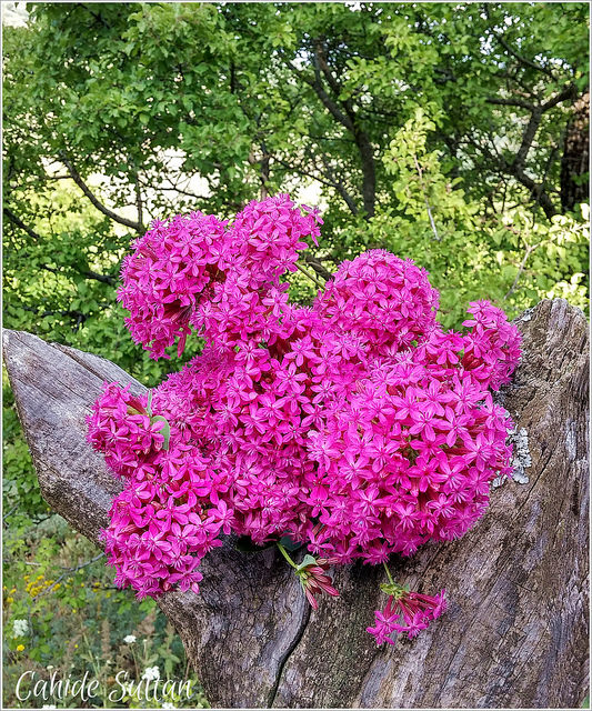 19333929095_eb7aa7b636_z