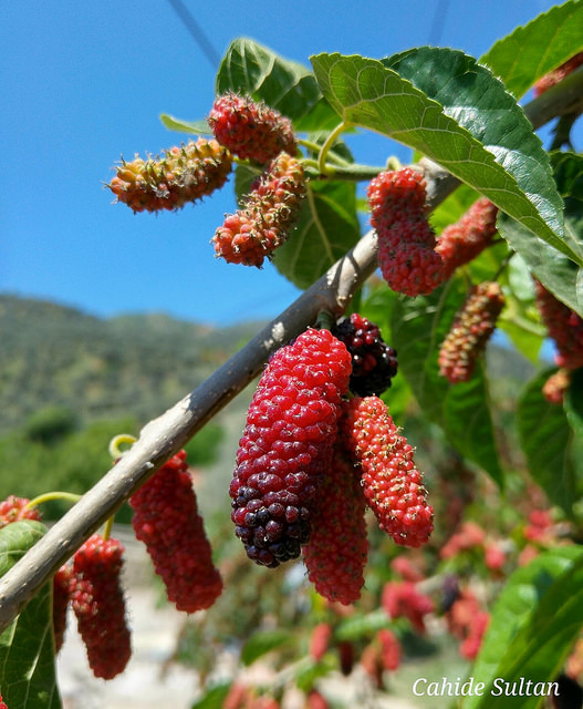 27956754115_968304dce2_z