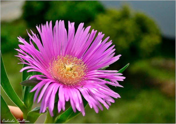 14073266974_7c3f23e83a_z