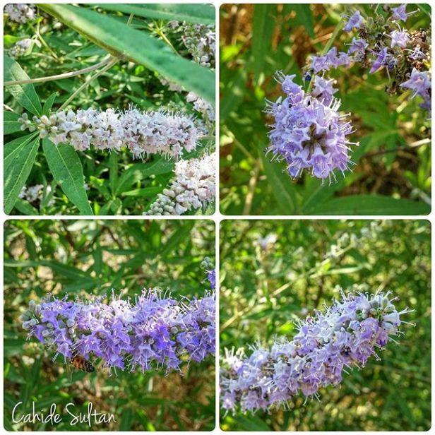 1389264_1591573531107047_2013209553_n