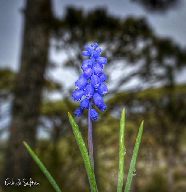 25402568085_77b7c205f1_z