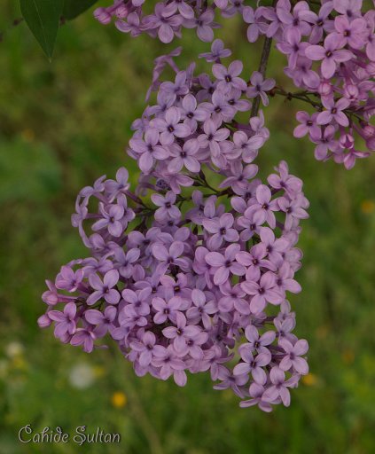 26301628672_c0c99d82a7_c