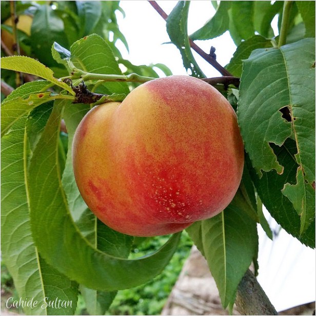 19146263970_d00f37486c_z