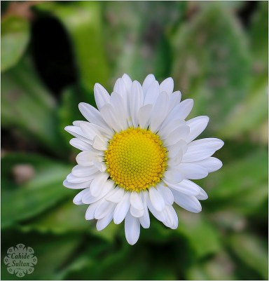 23193837036_32401d31bf_c