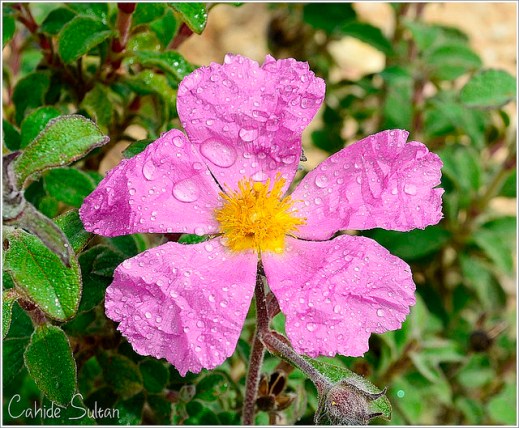 13731136915_d29b37871e_z