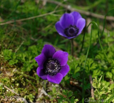 24756581244_c1d42c8699_z