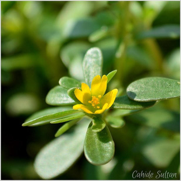 20324889946_42752b5fa5_z