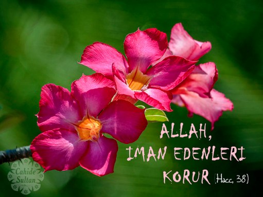 22730701957_165aa22494_z