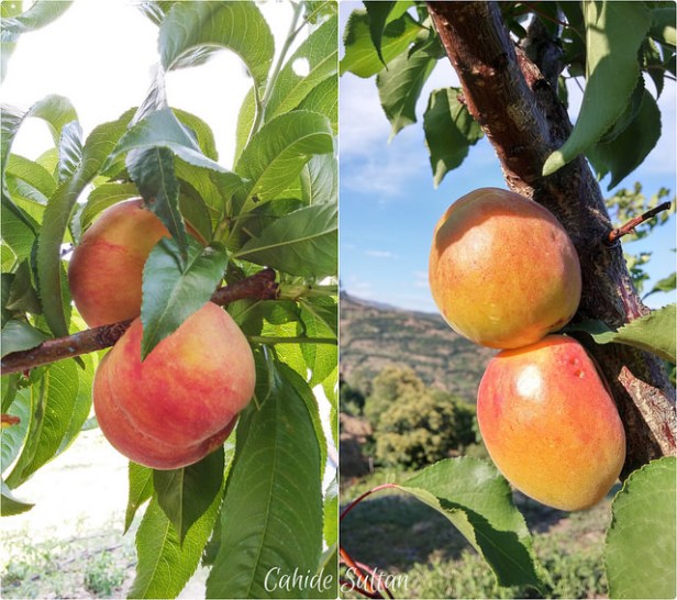 19334090325_78102ce07c_z