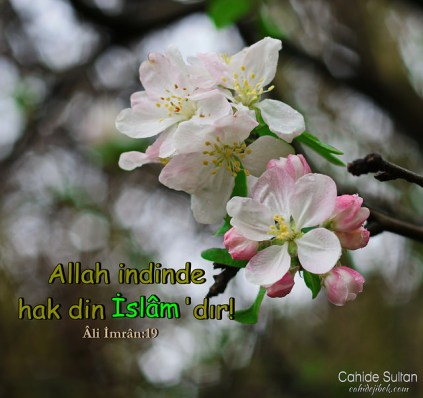 26149007646_b50e9f2038_z