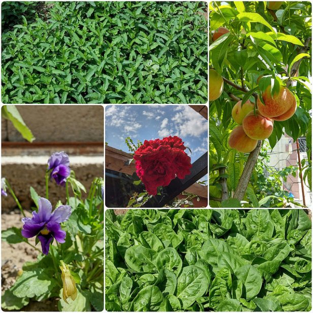 20388200998_c6b75e804b_z