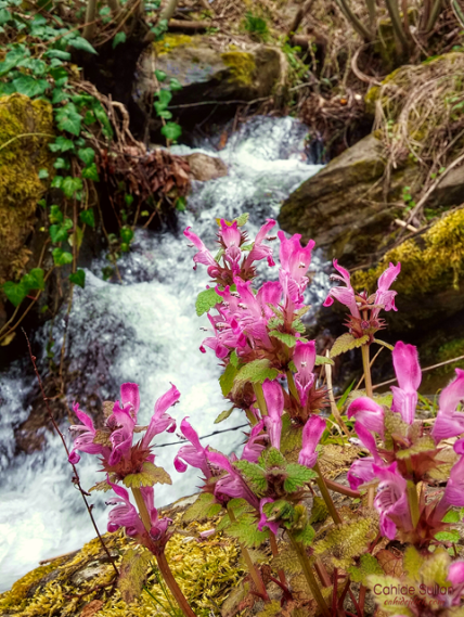 25835575162_c428a81de0_o