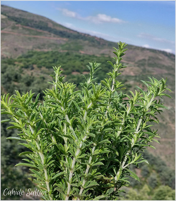 19147842319_18dd14542e_z