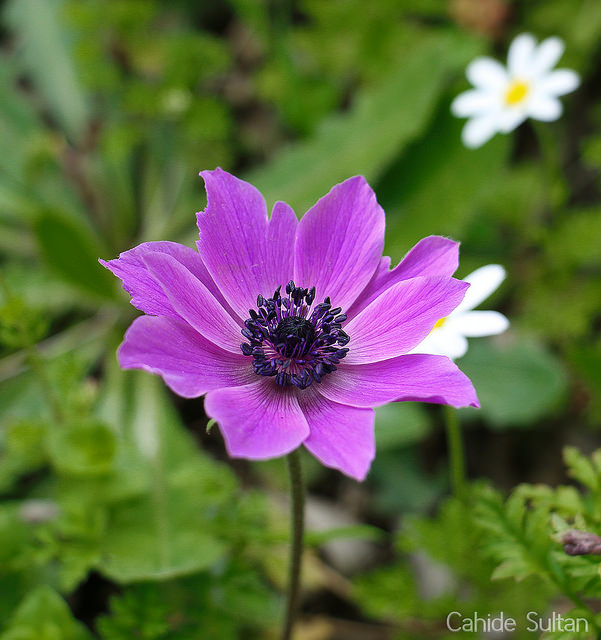 25360992086_537eb0bebc_z