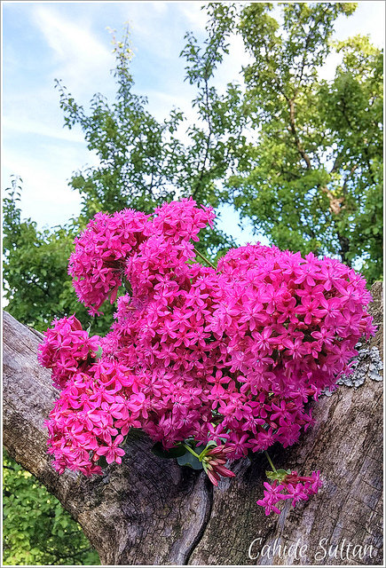 19147867669_08d5f5d630_z